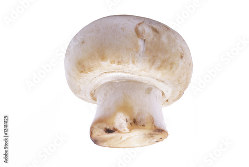 Champignon mushroom macro isolated on white background.