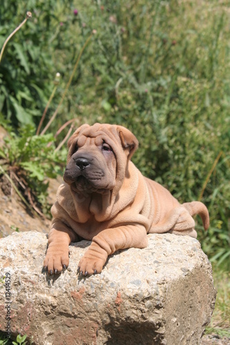 Chiot Shar pei couché de tout son long sur un rocher