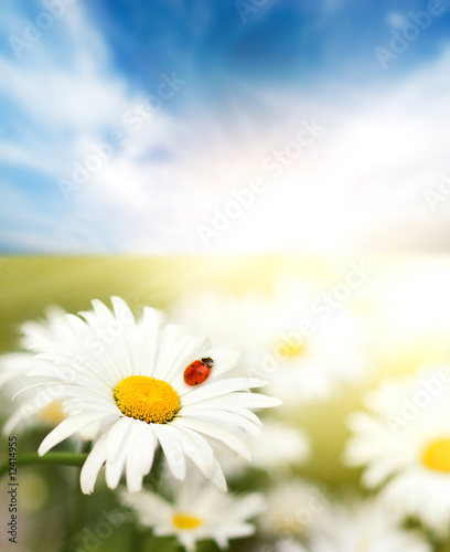 Fototapeta Naklejka Na Ścianę i Meble -  Daisy field