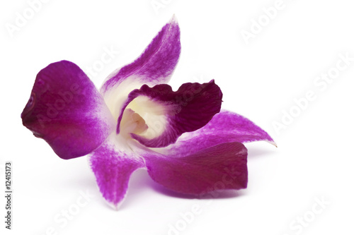 pink blossoming orchid on white background