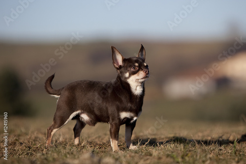 chihuahua marron et blanc à poil ras de profil ; campagne