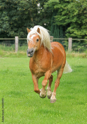 Pferd