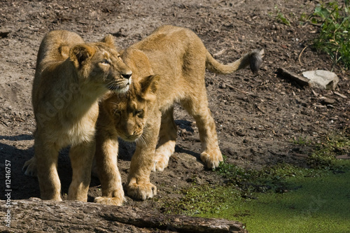Two young female lions