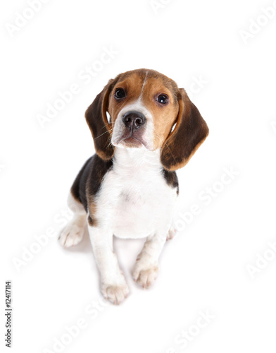 Beagle puppy isolated on white