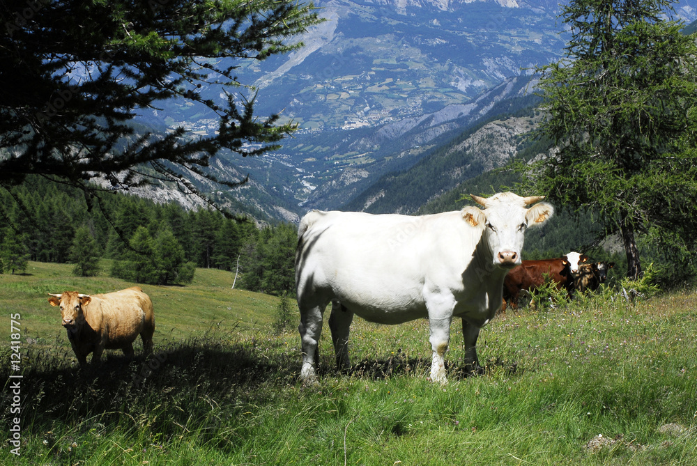 Obraz premium vache de haute savoie