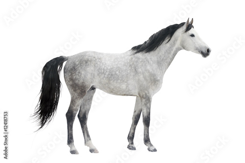 horse isolated