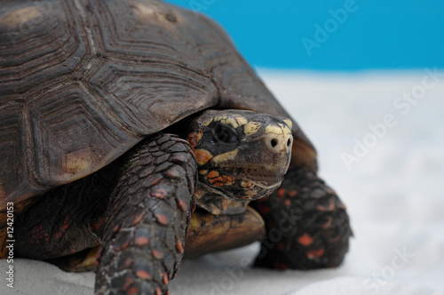 Schildkröte on the Sand photo