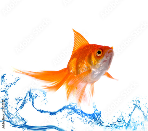Gold fish. Isolation on white