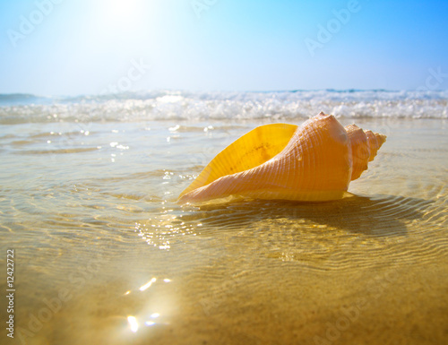 Tela seashell sand and ocean