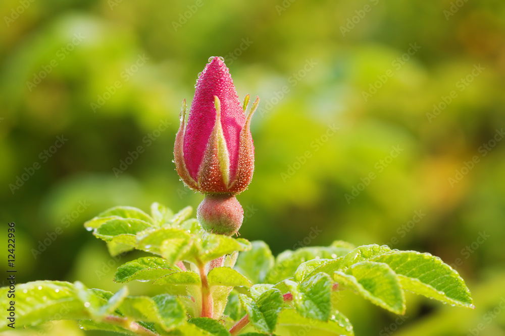 wild rose bud with dew wild rose bud with dew