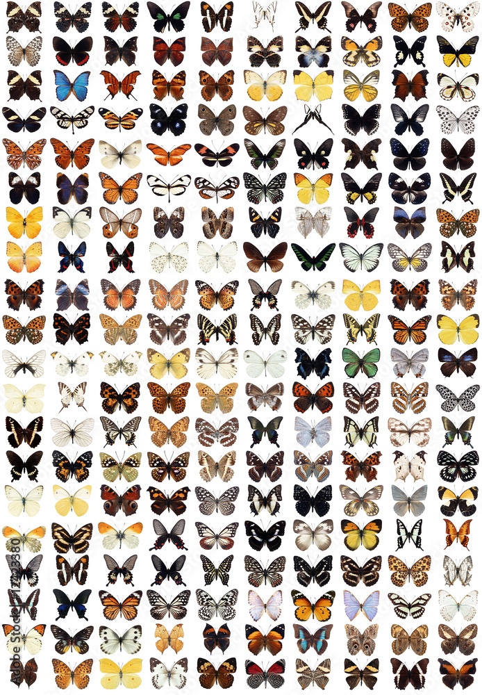 Naklejka premium 200 different butterflies