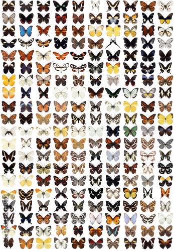 200 different butterflies
