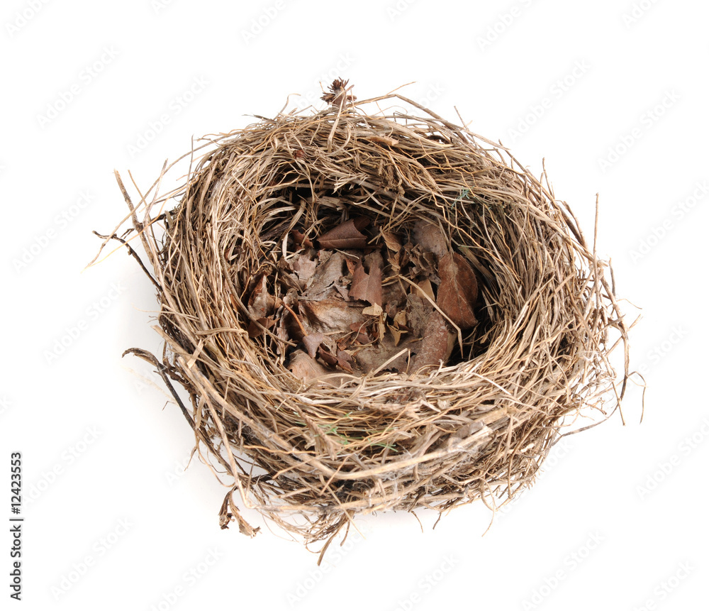 Obraz premium Bird's Nest Over a white background