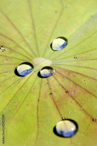 rain drops at a waterlily