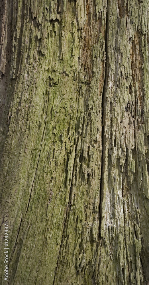 bark