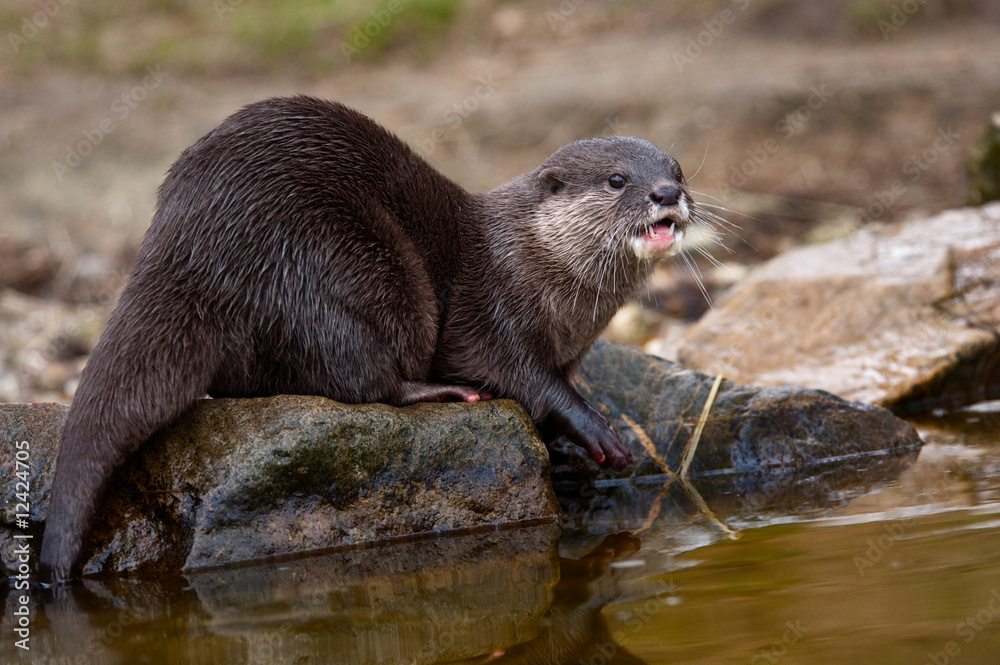 Oriental Small-clawed Otter Oriental Small-clawed Otter
