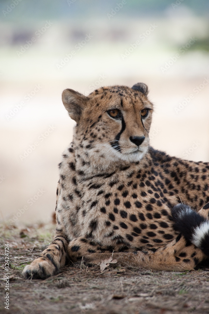 Obraz premium Cheetah