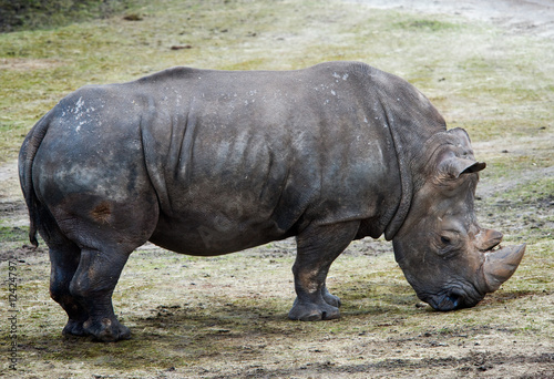 Big rhino