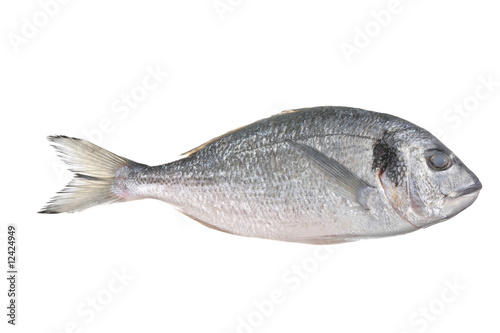 Uncooked fish  sparus auratus 