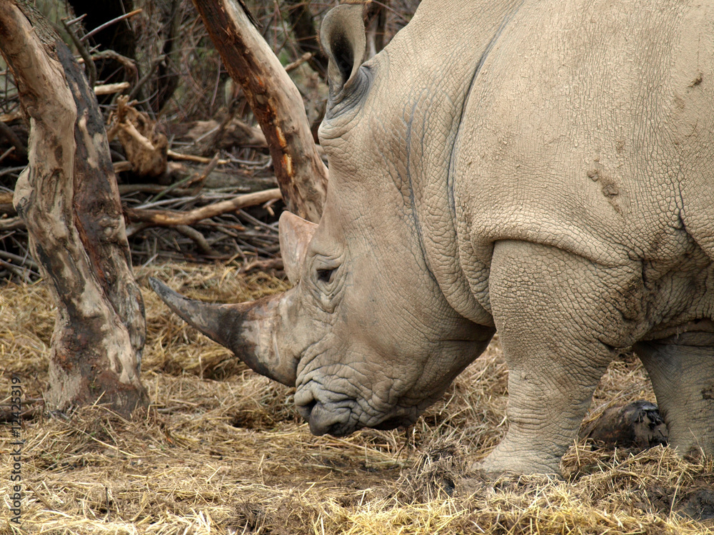 Fototapeta premium rhinocéros