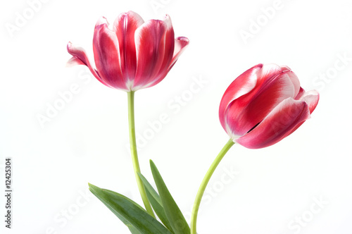 Elegant Tulips
