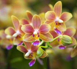 Poster Orchidee Roze gele orchideeën bloemenmarkt Hongkong  © Bill Perry
