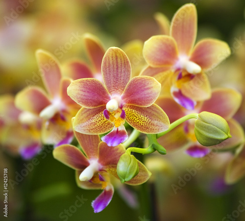 Photo Pink Yellow Spotted Orchids Hong Kong Flower Market