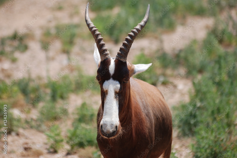 Obraz premium safari