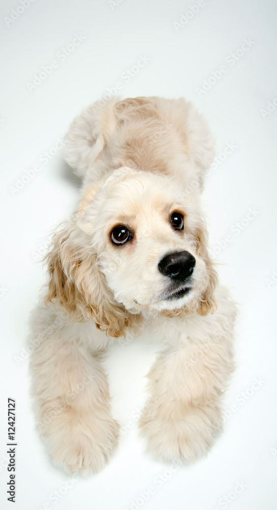 Puppy Cocker Spaniel