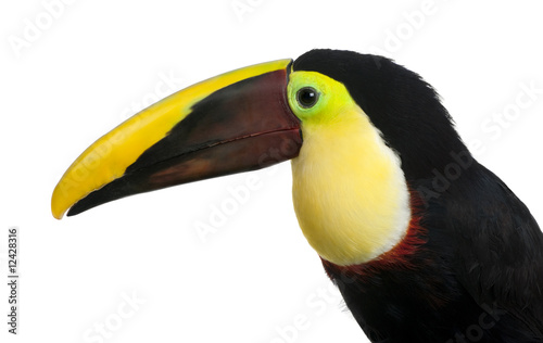 Chestnut-mandibled Toucan - Ramphastos swainsonii (3 years)