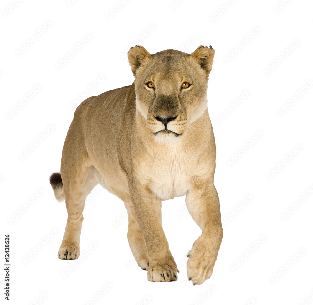 Obraz premium Lioness (8 years) - Panthera leo