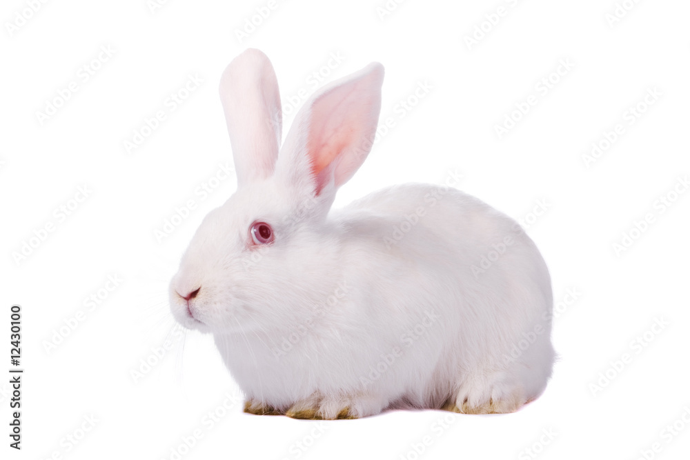 Timid young white rabbit isolated on white background