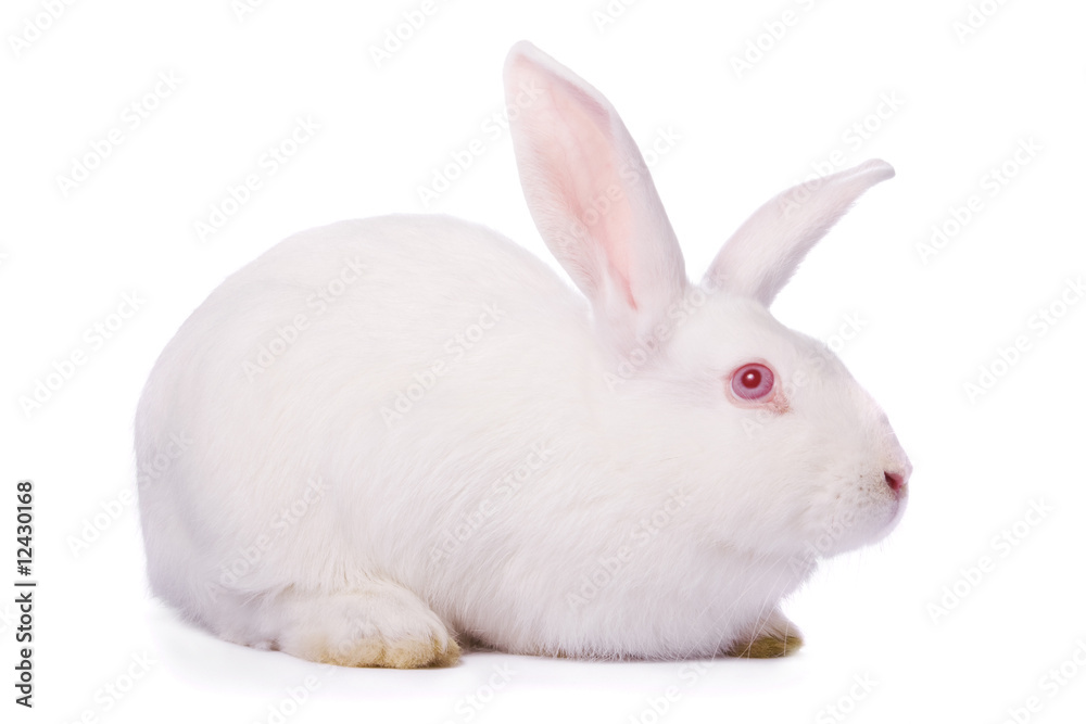 Timid young white rabbit isolated on white background