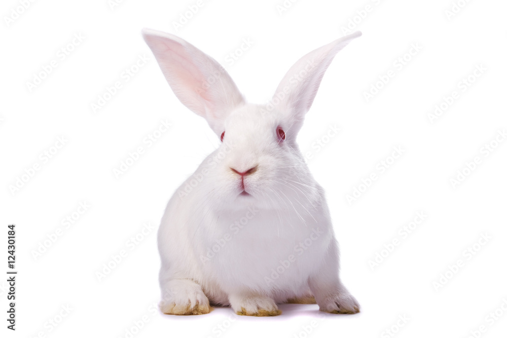 Obraz premium Curious young white rabbit isolated on white background