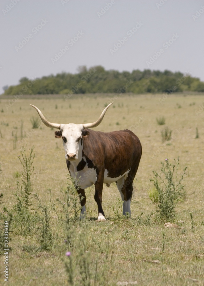 Fototapeta premium Buey