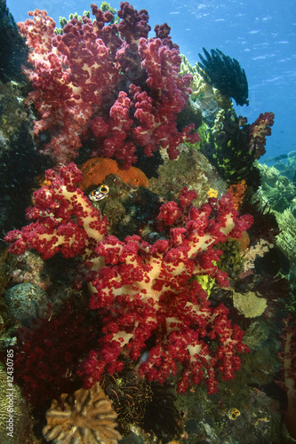 Soft Coral (Dendronephthya)
