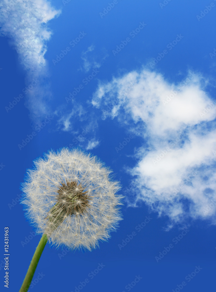 Dandelion and sky