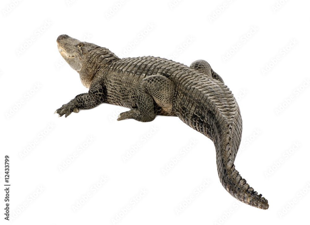 Naklejka premium Aligator amerykański (30 lat) - Alligator mississippiensis