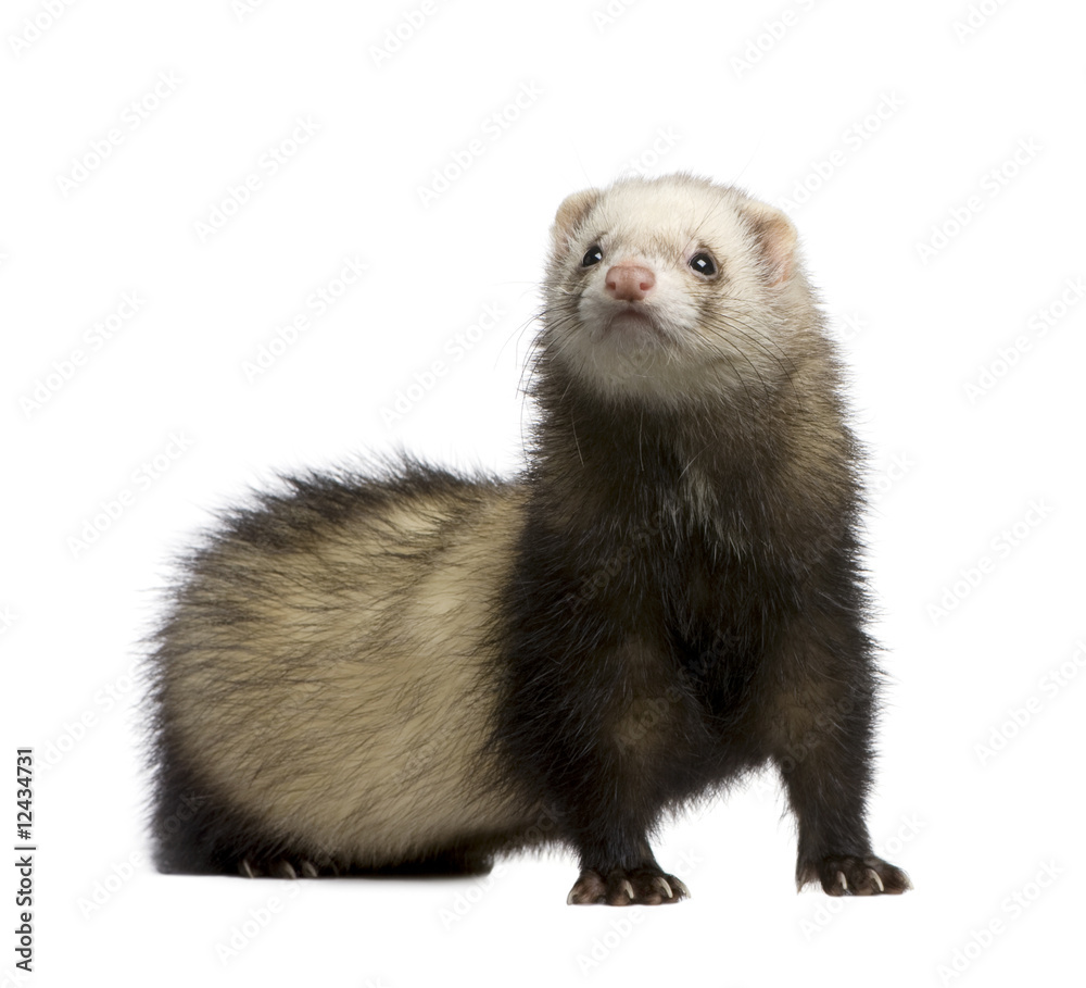 ferret - Mustela putorius furo