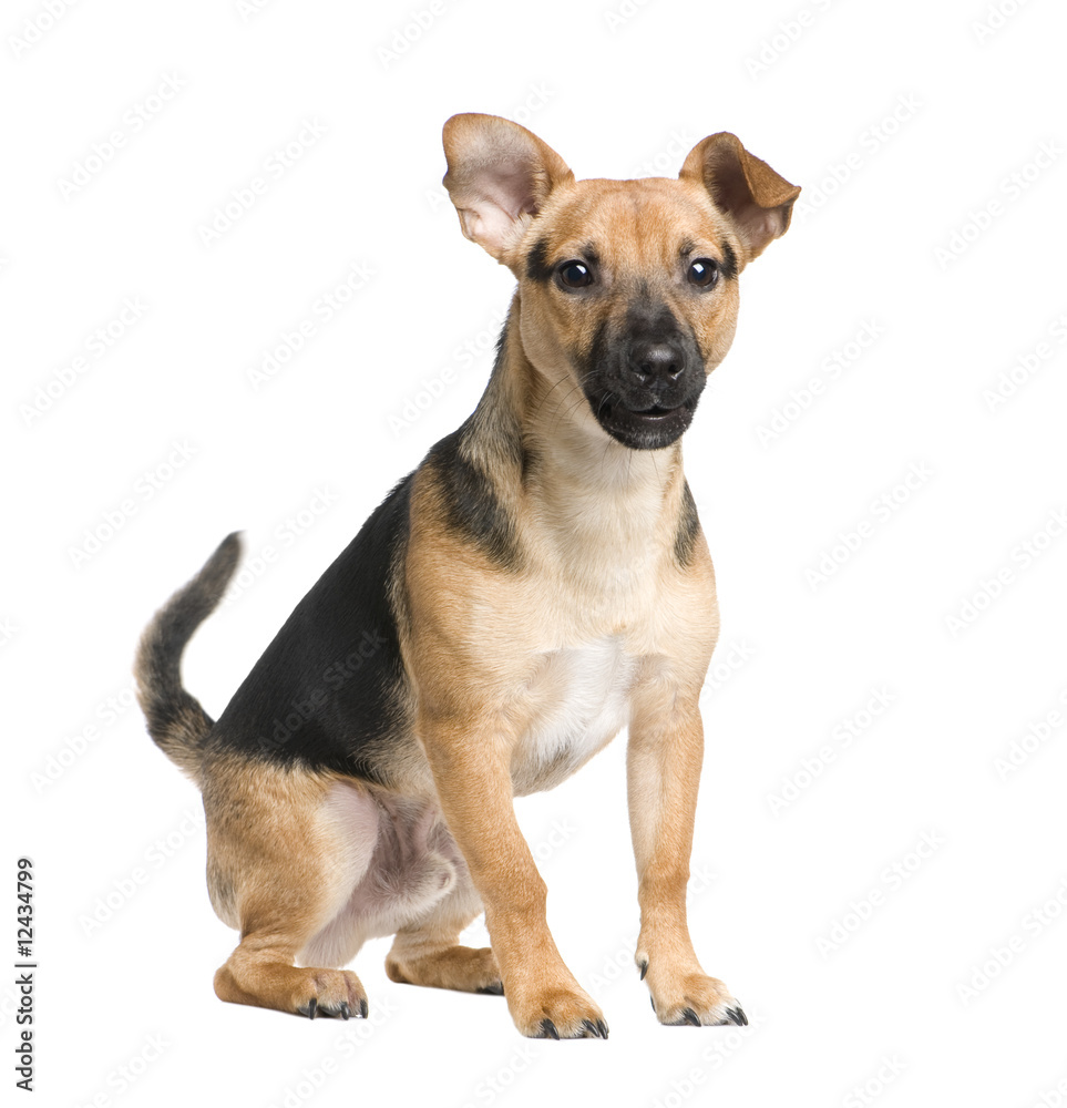 Mixed-Breed Dog between a jack russel and a pinscher (7 months)