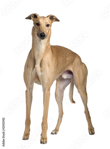 Greyhound  17 months 