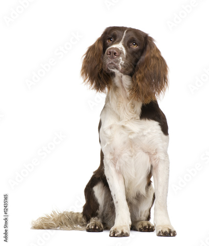 Fototapeta Naklejka Na Ścianę i Meble -  English Springer Spaniel (2 years)
