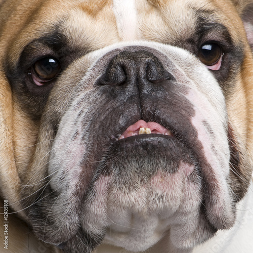 english Bulldog (3 years) © Eric Isselée