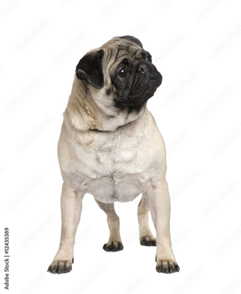 Fototapeta premium pug (3 years) in front of a white background