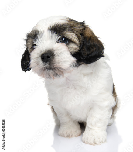 Fototapeta Naklejka Na Ścianę i Meble -  Mixed-Breed puppy in front of a white background