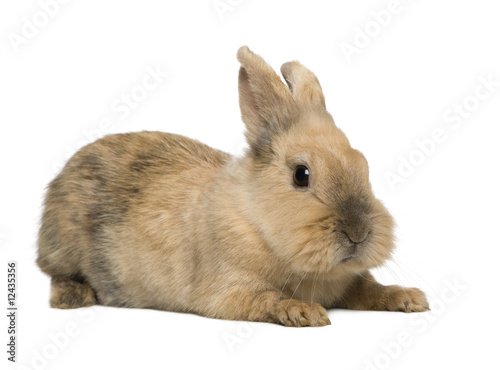Rabbit (4 years) in front of a white background