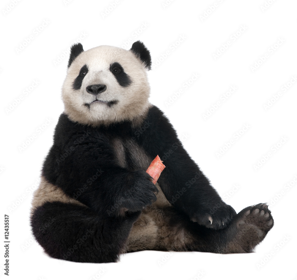 Fototapeta premium Giant Panda (18 miesięcy)