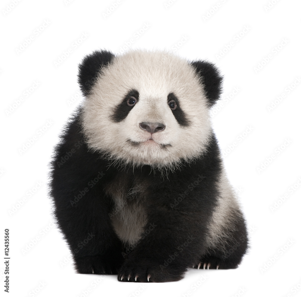 Obraz premium Giant Panda (6 miesięcy)