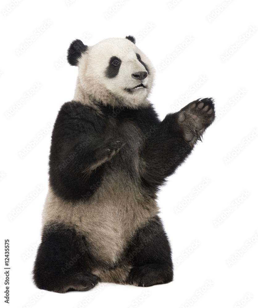 Fototapeta premium Giant Panda (18 miesięcy) - Ailuropoda melanoleuca