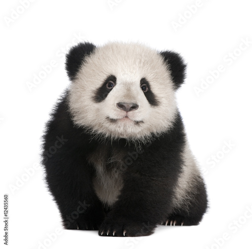 Fototapeta Naklejka Na Ścianę i Meble -  Giant Panda (6 months)